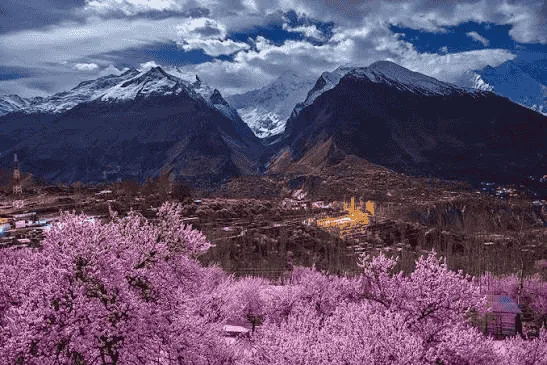 Gilgit – cherry blossoms with snow-capped mountains